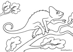 Kameleon jemeński wspinający się po gałęziach drzewa