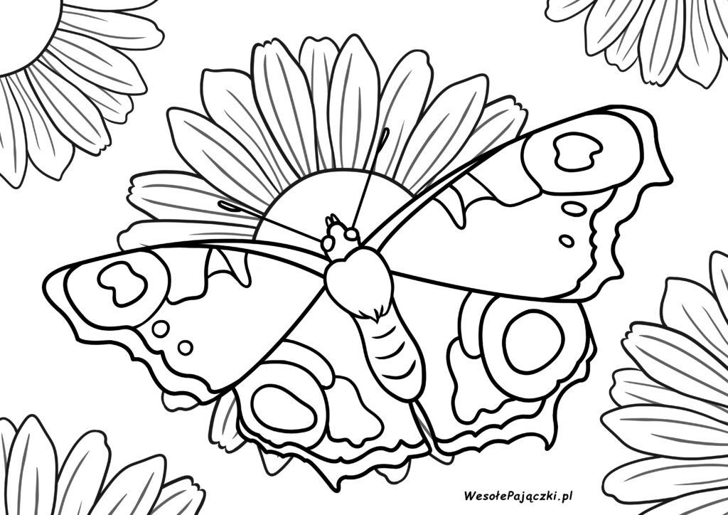 Motyl na kwietnej łące