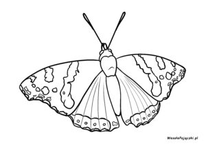 Rusałka admirał to piękny motyl występujący w Polsce. Teraz w wersji do pokolorowania.