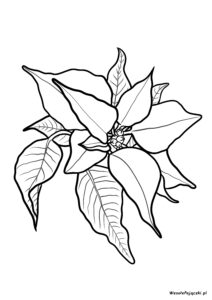 Gwiazda betlejemska, wilczomlecz nadobny, poinsecja - roślina kojarzona ze świętami Bożego Narodzenia