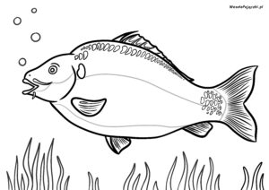 Karp królewski w formie kolorowanki